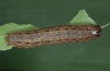 Acantholeucania loreyi: Raupe (e.l. La Gomera 2013) [S]