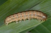 Acantholeucania loreyi: Larva (e.l. La Gomera 2013) [S]