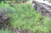 Acantholeucania loreyi: Larval habitat in La Palma (Puerto Naos, December 2010) [N]