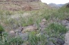 Acantholeucania loreyi: Larval habitat in a barranco in La Gomera in March 2013. [N]