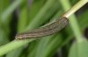 Acantholeucania loreyi: Young larva (La Palma, December 2010) [M]