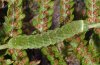 Euplexia lucipara: Larva (northern Black Forest, early October 2010) [M]