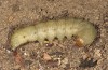 Rhyacia lucipeta: Larva (Kronburg near Memmingen, S-Germany, April 2014) [S]