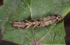 Acontia lucida: Raupe (Sardinien, Mai 2012) [N]