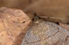 Zanclognatha lunalis: Imago (e.l. rearing, N-Greece, Sissani NW Kozani, 950m, larvae found in late autumn 2023) [S]