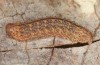 Zanclognatha lunalis: Half-grown larva in the penultimate instar after hibernation (e.l. rearing, N-Greece, Sissani NW Kozani, 950m, larvae found in late autumn 2023) [S]