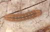 Zanclognatha lunalis: Larva in the final instar (e.l. rearing, N-Greece, Sissani NW Kozani, 950m, larvae found in late autumn 2023) [S]