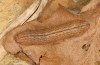 Zanclognatha lunalis: Larva in the final instar (e.l. rearing, N-Greece, Sissani NW Kozani, 950m, larvae found in late autumn 2023) [S]