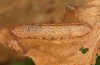 Zanclognatha lunalis: Larva in the final instar (e.l. rearing, N-Greece, Sissani NW Kozani, 950m, larvae found in late autumn 2023) [S]
