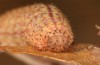 Zanclognatha lunalis: Larva in the final instar (e.l. rearing, N-Greece, Sissani NW Kozani, 950m, larvae found in late autumn 2023) [S]