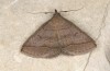 Zanclognatha lunalis: Imago (e.l. rearing, N-Greece, Sissani NW Kozani, 950m, larvae found in late autumn 2023) [S]
