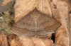 Zanclognatha lunalis: Imago (e.l. rearing, N-Greece, Sissani NW Kozani, 950m, larvae found in late autumn 2023) [S]