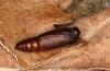 Zanclognatha lunalis: Pupa shortly prior to eclosion (e.l. rearing, N-Greece, Sissani NW Kozani, 950m, larvae found in late autumn 2023) [S]