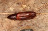 Zanclognatha lunalis: Empty pupal skin (e.l. rearing, N-Greece, Sissani NW Kozani, 950m, larvae found in late autumn 2023) [S]