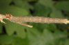 Minucia lunaris: Larva (Provence, France 2011) [S]