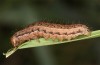 Agrochola lunosa: Larva (Spain, Sierra de Gredos, late March 2022) [M]