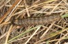 Agrochola lunosa: Larva (Spain, Sierra de Gredos, late March 2022) [M]