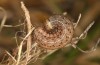 Agrochola lunosa: Larva (Spain, Sierra de Gredos, late March 2022) [M]