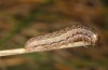 Agrochola lunosa: Larva (Spain, Sierra de Gredos, late March 2022) [M]