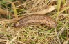 Agrochola lunosa: Larva (Spain, Sierra de Gredos, late March 2022) [M]