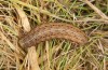 Agrochola lunosa: Larva (Spain, Sierra de Gredos, late March 2022) [M]