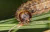 Agrochola lunosa: Larva (Spain, Sierra de Gredos, late March 2022) [M]
