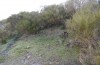 Agrochola lunosa: Larval habitat (Spain, Sierra de Gredos, late March 2022) [N]