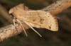 Agrochola lunosa: Female (e.l. rearing, Spain, Sierra de Gredos, larva in late March 2022) [S]