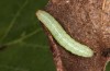 Agrochola lunosa: Half-grown larva (Spain, Sierra de Gredos, late March 2022) [M]
