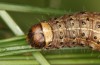 Agrochola lunosa: Larva (Spain, Sierra de Gredos, late March 2022) [M]