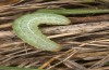 Agrochola lunosa: Larva (Spain, Sierra de Gredos, late March 2022) [M]