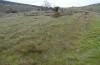 Agrochola lunosa: Larval habitat (Spain, Segovia, El Espinar, late March 2022) [N]