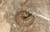 Agrochola lunosa: Larva in the penultimate instar in moult rest (Spain, Tragacete, early April 2023) [M]
