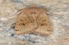 Agrochola lunosa: Female (e.l. rearing, Spain, Sierra de Gredos, larva in late March 2022) [S]