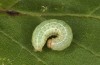 Agrochola lunosa: Half-grown larva (Spain, Sierra de Gredos, late March 2022) [M]