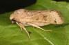 Agrochola lunosa: Female (e.l. rearing, Spain, Sierra de Gredos, larva in late March 2022) [S]