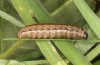 Agrochola lunosa: Half-grown larva (Spain, Sierra de Gredos, late March 2022) [M]