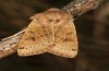 Agrochola lunosa: Female (e.l. rearing, Spain, Sierra de Gredos, larva in late March 2022) [S]