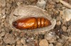 Agrochola lunosa: Pupa (e.l. rearing, Spain, Tragacete, larva in early April 2023) [S]