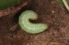 Agrochola lunosa: Half-grown larva (Spain, Sierra de Gredos, late March 2022) [M]