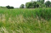 Rhizedra lutosa: Habitat am Oberrhein bei Dettenheim zur Raupenzeit (Juni 2011). Befallene Schilfhalme sterben meist komplett ab. [N]