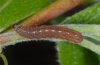 Agrochola macilenta: Half-grown larva (in moult rest, eastern Swabian Alb) [S]