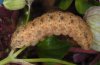 Hadena magnolii: Larva (e.l. Kozani, Greece) [S]