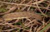 Thalpophila matura: Larva (eastern Swabian Alb, Southern Germany, 19.03.2010) [N]