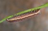 Thalpophila matura: Half-grown larva [S]