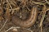 Thalpophila matura: Larva in March 2009, searched at night with a lamp soon after the snow had melted (eastern Swabian Alb, Southern Germany) [M]