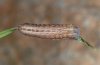 Thalpophila matura: Halbwüchsige Raupe [S]