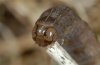 Thalpophila matura: Head [S]