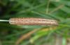 Thalpophila matura: Half-grown larva [S]