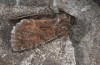 Thalpophila matura: Adult (e.l. eastern Swabian Alb, S-Germany, larva in October 2013)